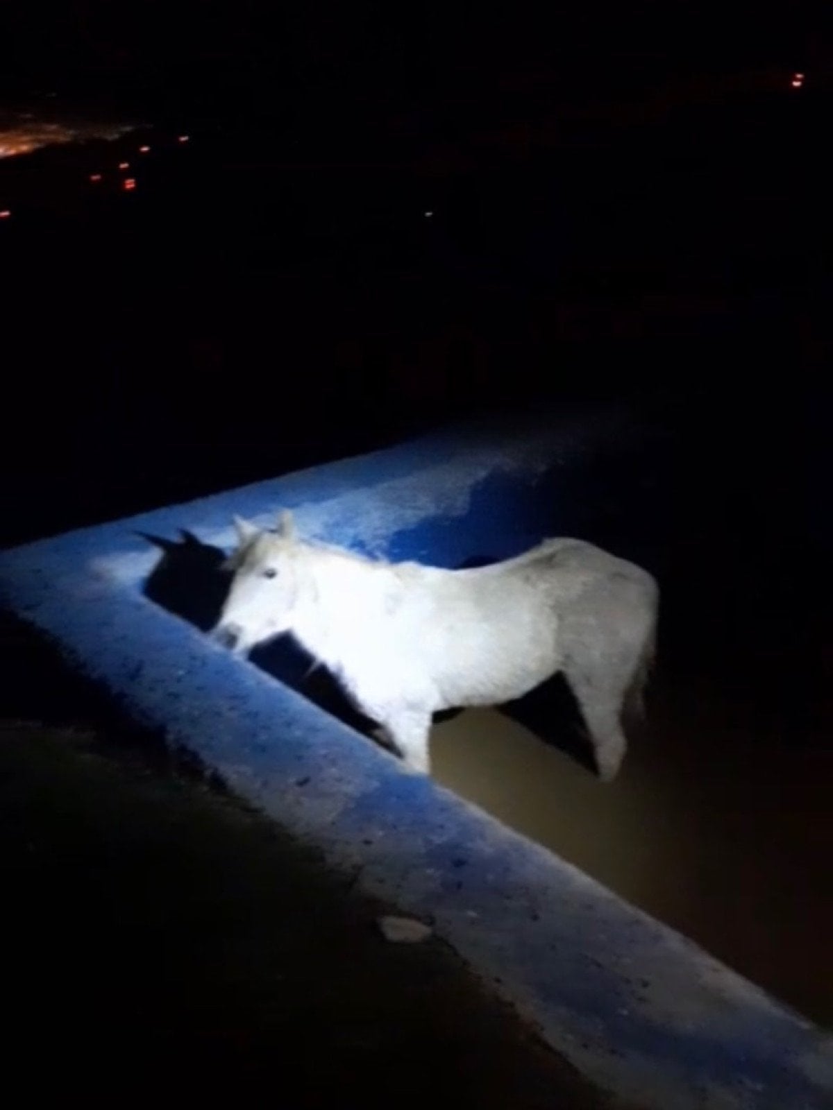 hatayda havuza dusen atin imdadina ekipler yetisti 0 I3fl2pVa