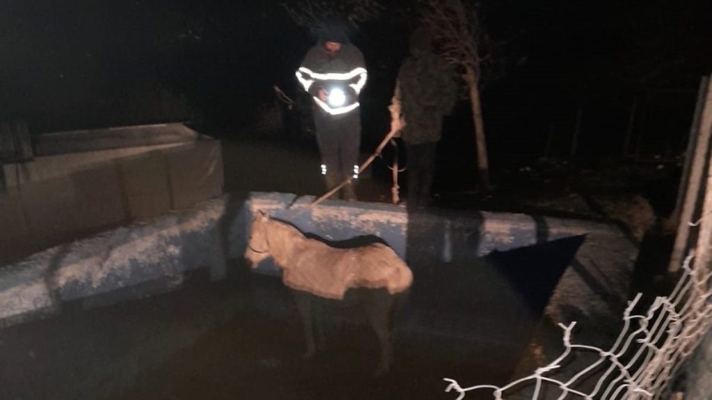 hatayda havuza dusen atin imdadina ekipler yetisti 9u32FpAD