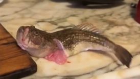 izmirde ici temizlenen balik dakikalarca cirpindi ZKrvpmu3