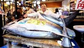 japonyada mavi yuzgecli orkinos acik artirmada 32 milyon dolara satildi OCExdpn2