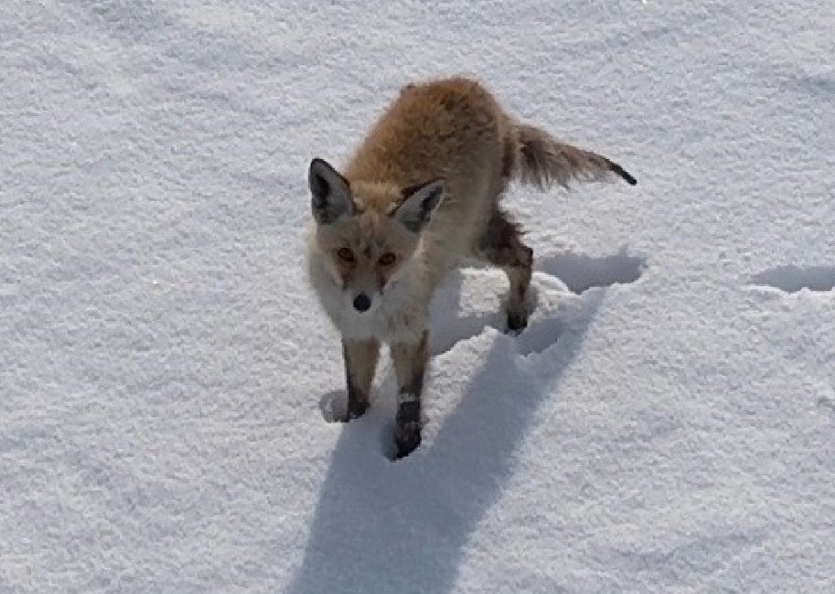 karsta tilkinin dronela karsilasmasi kamerada 0 G6hCQv8C