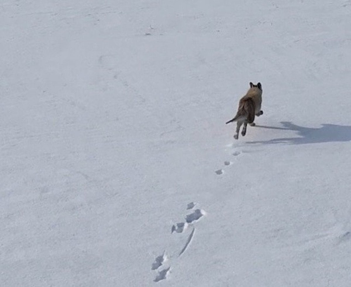 karsta tilkinin dronela karsilasmasi kamerada 1 jygaY8W9