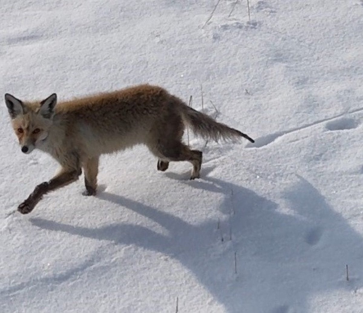 karsta tilkinin dronela karsilasmasi kamerada 2 OKfc3qWX