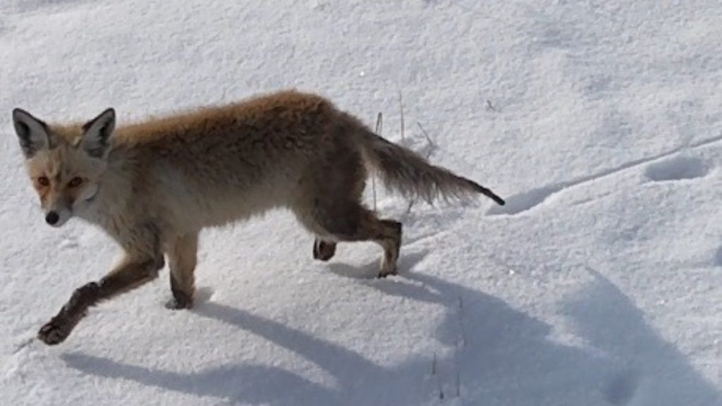 karsta tilkinin dronela karsilasmasi kamerada VMg7XCSn