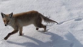 karsta tilkinin dronela karsilasmasi kamerada VMg7XCSn