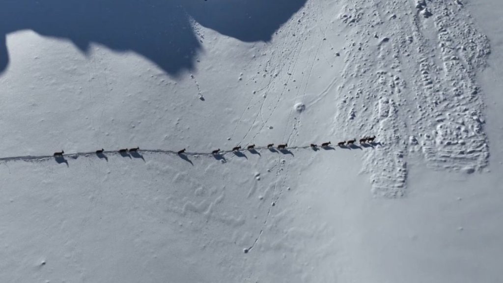 munzur daglarinda yaban kecilerinin gocu npOxYOfs
