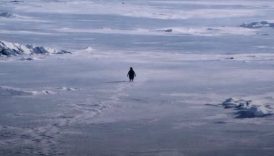 nihilist penguen yillar sonra viral oldu suruden ayrilan penguenin hikayesi 7iFmj9iA