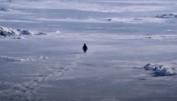 nihilist penguen yillar sonra viral oldu suruden ayrilan penguenin hikayesi 7iFmj9iA