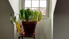 oldu diye sakin cope atmayin kuruyan bitkileri hayata donduren o mucize yontem rwPrU6kn