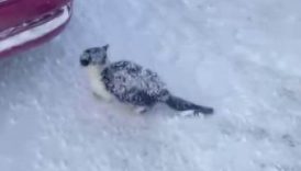 sivasta yurek isitan kurtarma donmak uzere olan yavru kedi hayata tutundu eUvPKNmd