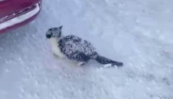 sivasta yurek isitan kurtarma donmak uzere olan yavru kedi hayata tutundu eUvPKNmd