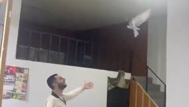 takla atan guvercinine hayranlikla baktigi anlarla gundem olan vatandas yeni video geldi xRnEmWKK