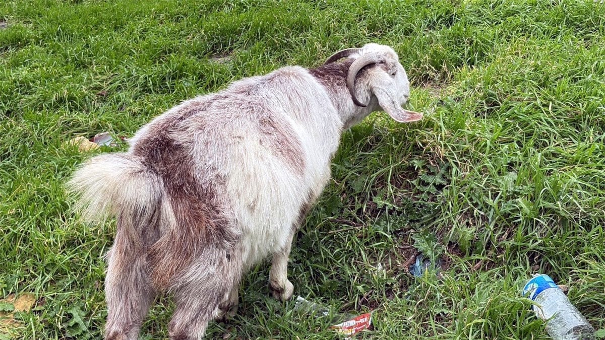 tekirdagda kecileriyle ilgi odagi oldu 0 Fs7YIeQQ