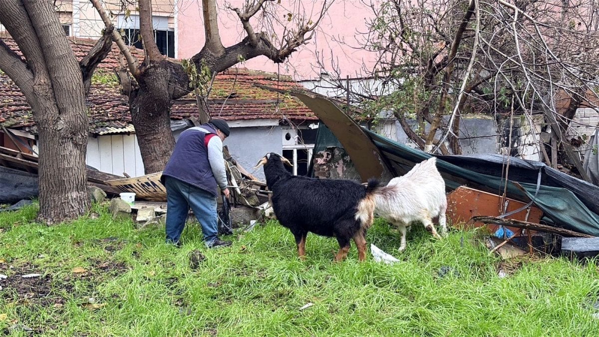 tekirdagda kecileriyle ilgi odagi oldu 1 sg6vQlka