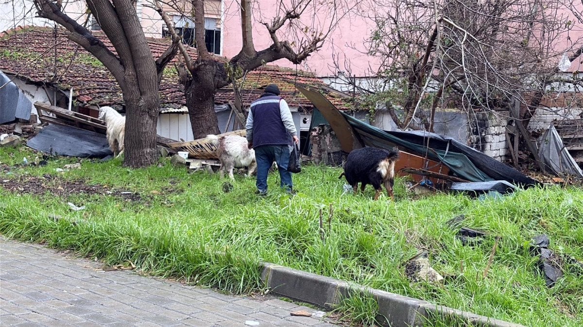 tekirdagda kecileriyle ilgi odagi oldu 2 cEXvseLb