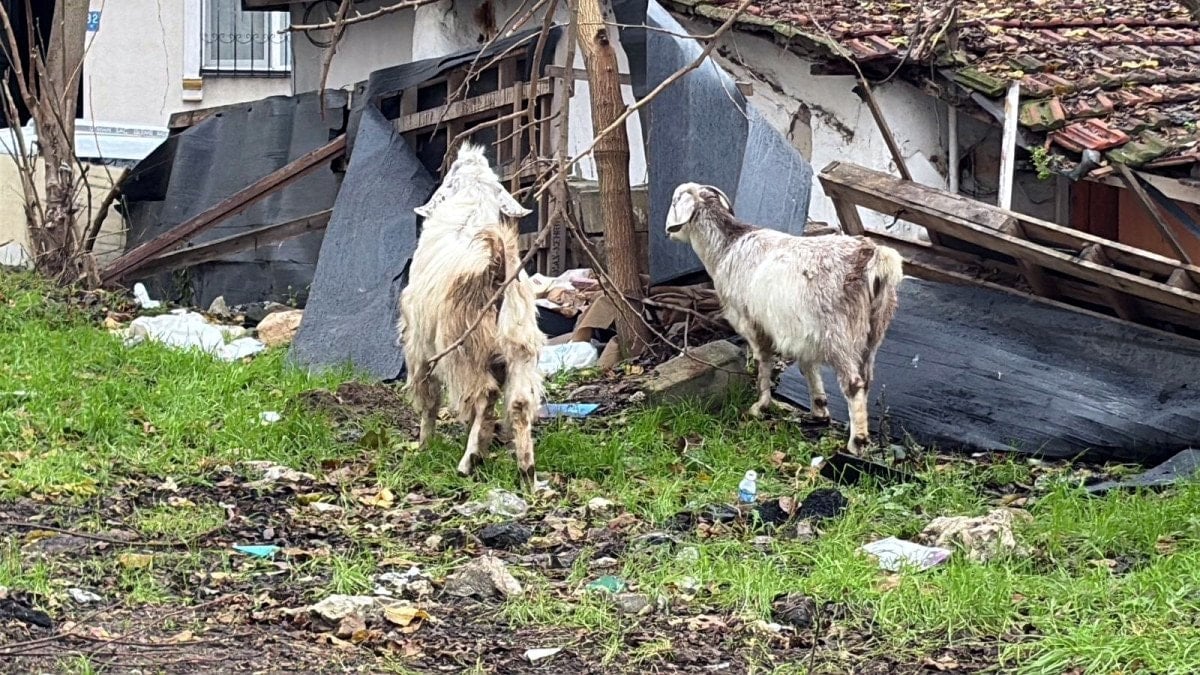 tekirdagda kecileriyle ilgi odagi oldu 3 P3VZL8q9
