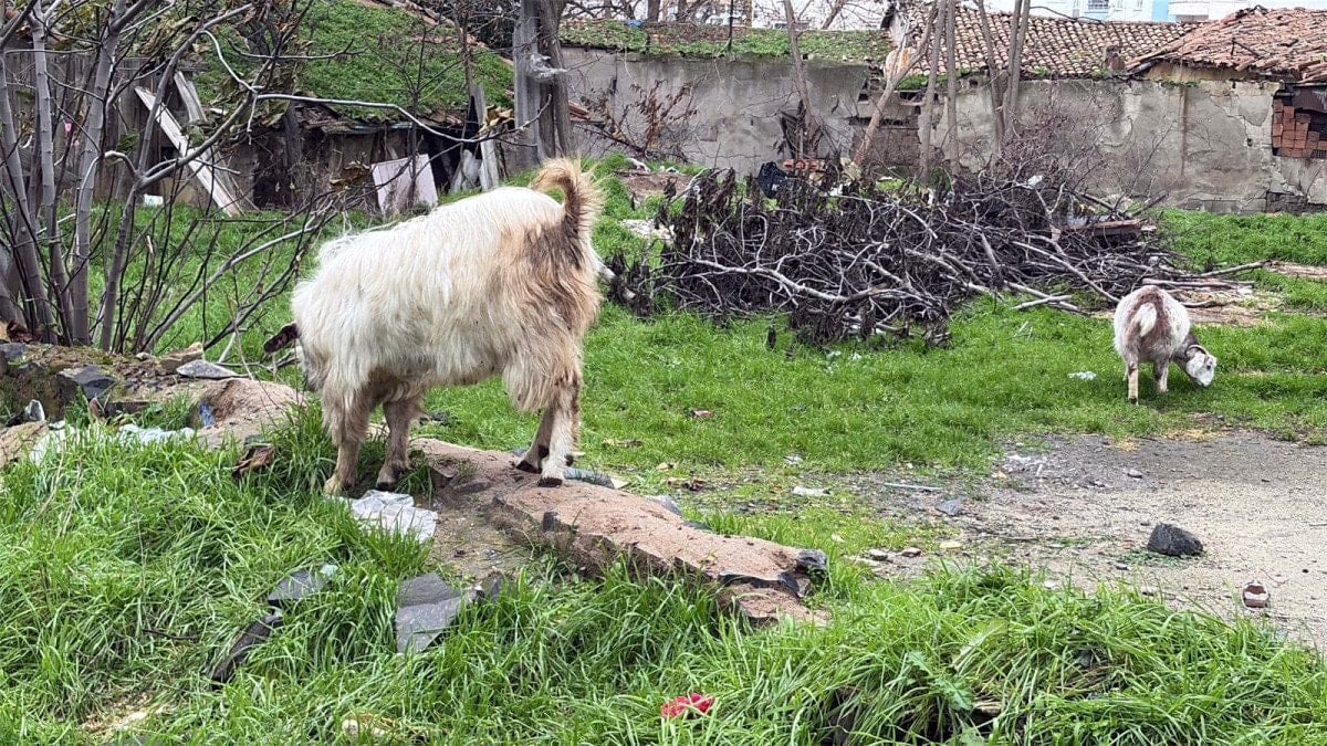 tekirdagda kecileriyle ilgi odagi oldu 4 kSh57ysI