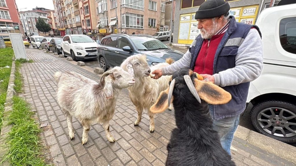 tekirdagda kecileriyle ilgi odagi oldu ydB17fqz