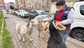 tekirdagda kecileriyle ilgi odagi oldu ydB17fqz