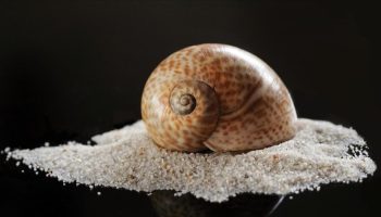 turkiye 2025te deniz salyangozu ihracatindan 209 milyon dolar kazandi yZBPPcEd