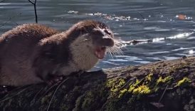 yedigollerde nadir anlar nesli tehlike altindaki su samuru kamerada Indga8mm