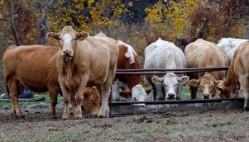 yem sanayicileri fiyatlari ramazan sonuna kadar sabit tutacak kpcbuixg