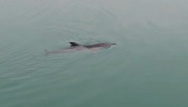 zonguldakta balikci barinaginda mahsur kalan yunus kurtarildi 7BNuI5jD