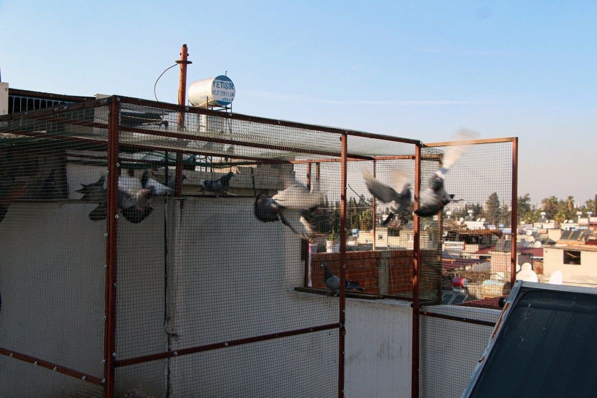 adanada guvercinini getirene 75 bin tl odul verecek 2 mg7vajmt