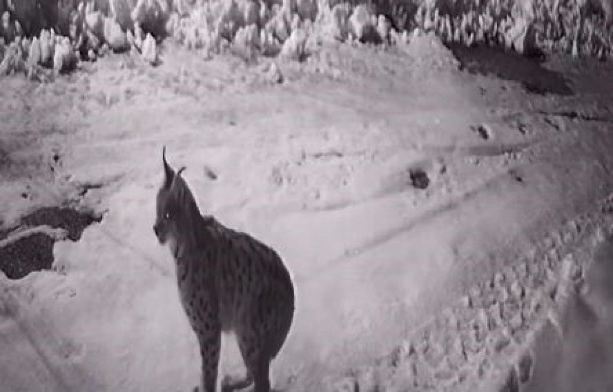 artvinde ac kalan yaban hayvanlari koye indi 0