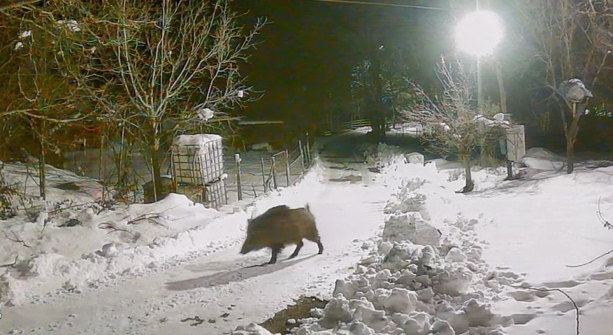 artvinde ac kalan yaban hayvanlari koye indi 1 MLlKbVlC