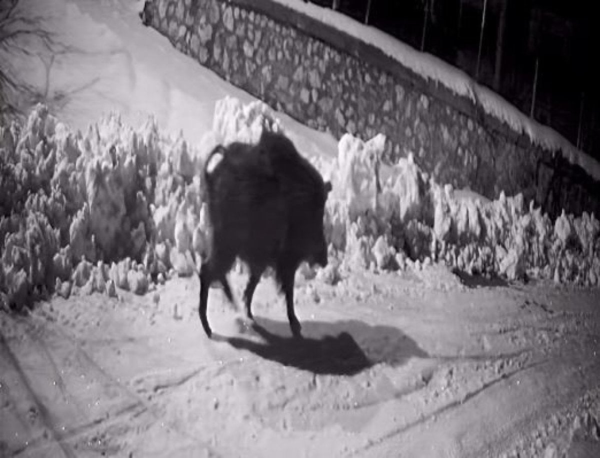 artvinde ac kalan yaban hayvanlari koye indi 2 9ZwWjvq6