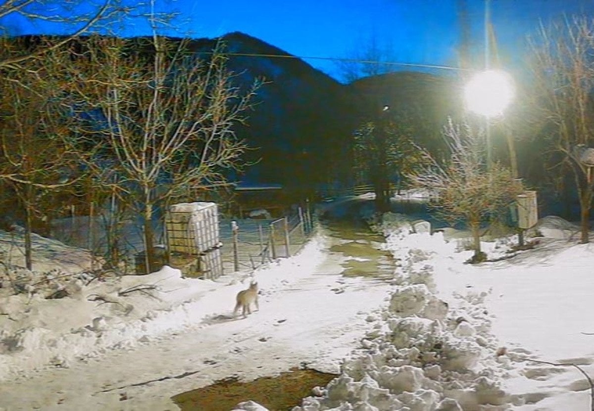 artvinde ac kalan yaban hayvanlari koye indi 3 FmqvujPs