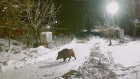 artvinde ac kalan yaban hayvanlari koye indi EKbXwg1Z