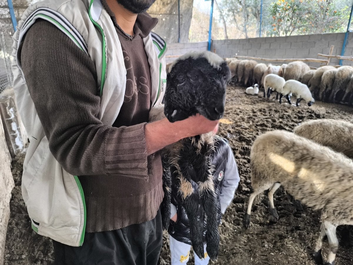 hatayda bir kuzu cift bas ve 4 goz ile dogdu 1 DLY8ZNBN