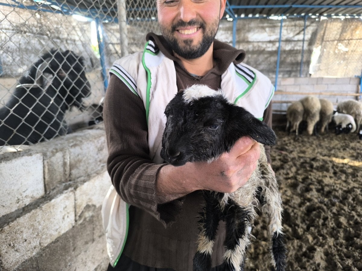 hatayda bir kuzu cift bas ve 4 goz ile dogdu 2 aylBQIWG