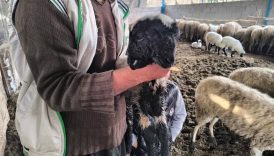 hatayda bir kuzu cift bas ve 4 goz ile dogdu SXG1C3pz