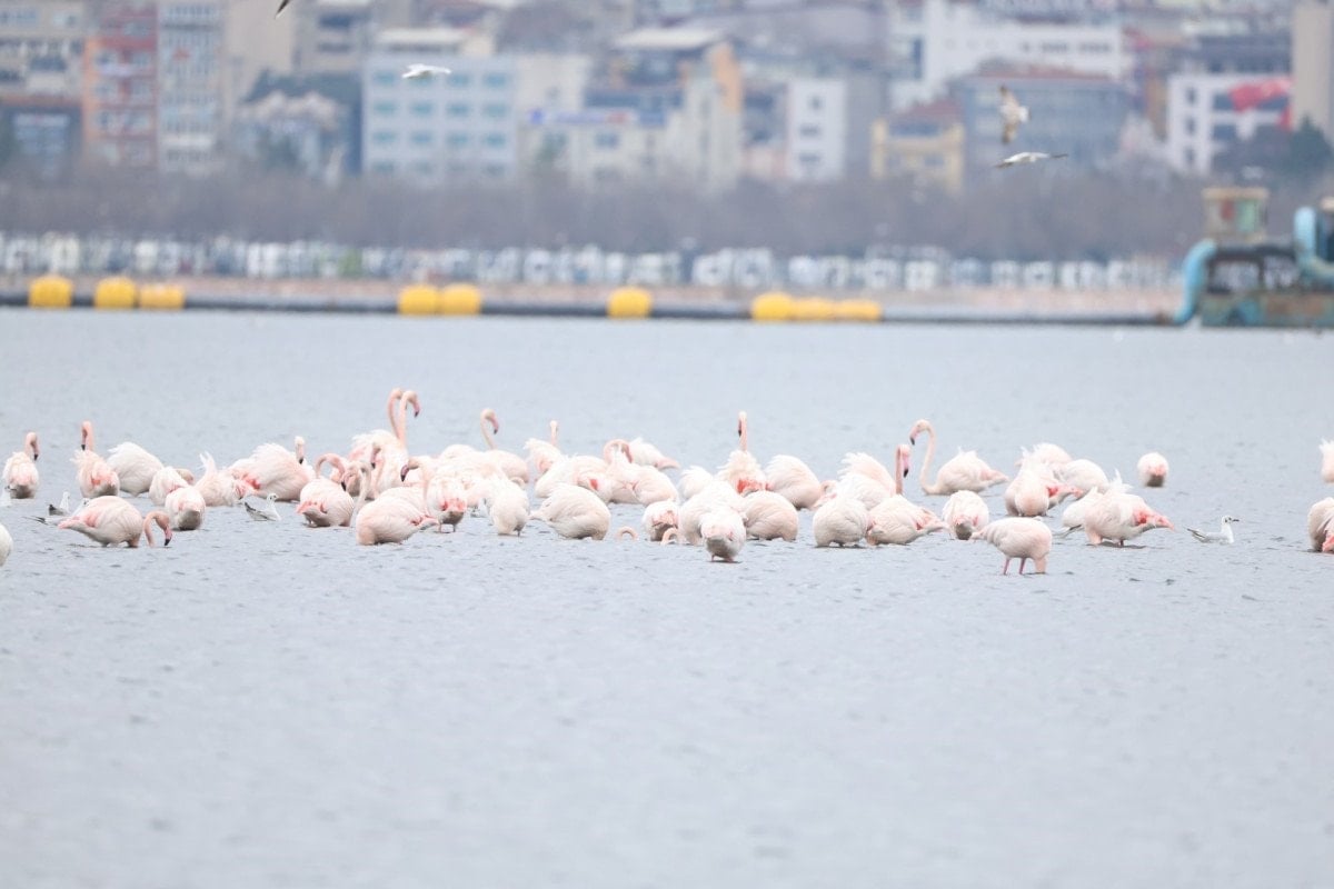 izmit korfezinde flamingo soleni 0 YFYbCy4U