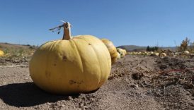 market ile uretici arasindaki fiyat farki yuzde 278i gecti AcxFTsmv