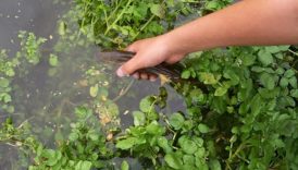 meger hazineymis yol kenari sebzesi 100 puan aldi dunyanin en sagliklisi TwFr28gR