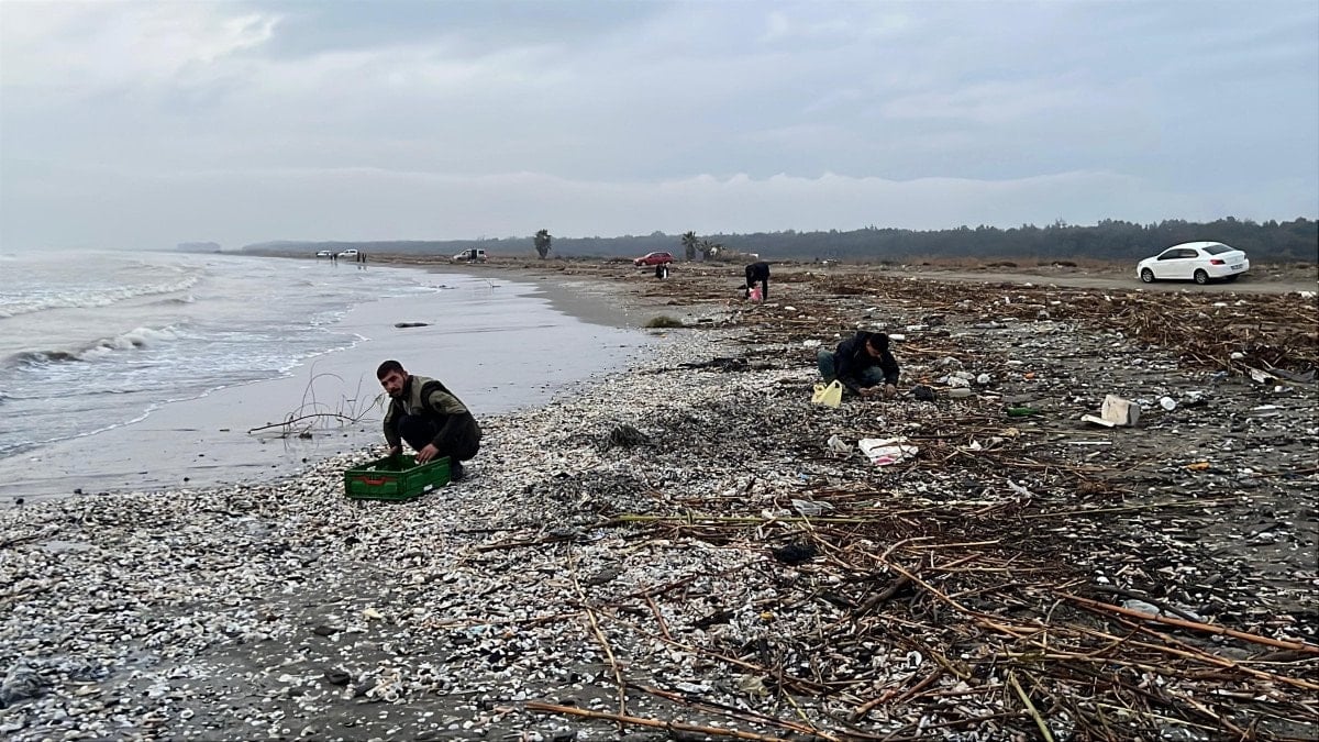 mersinde firtina sonrasi sahile vuran binlerce kargi midyesini balikcilar topladi 0 lVQ1Gwie