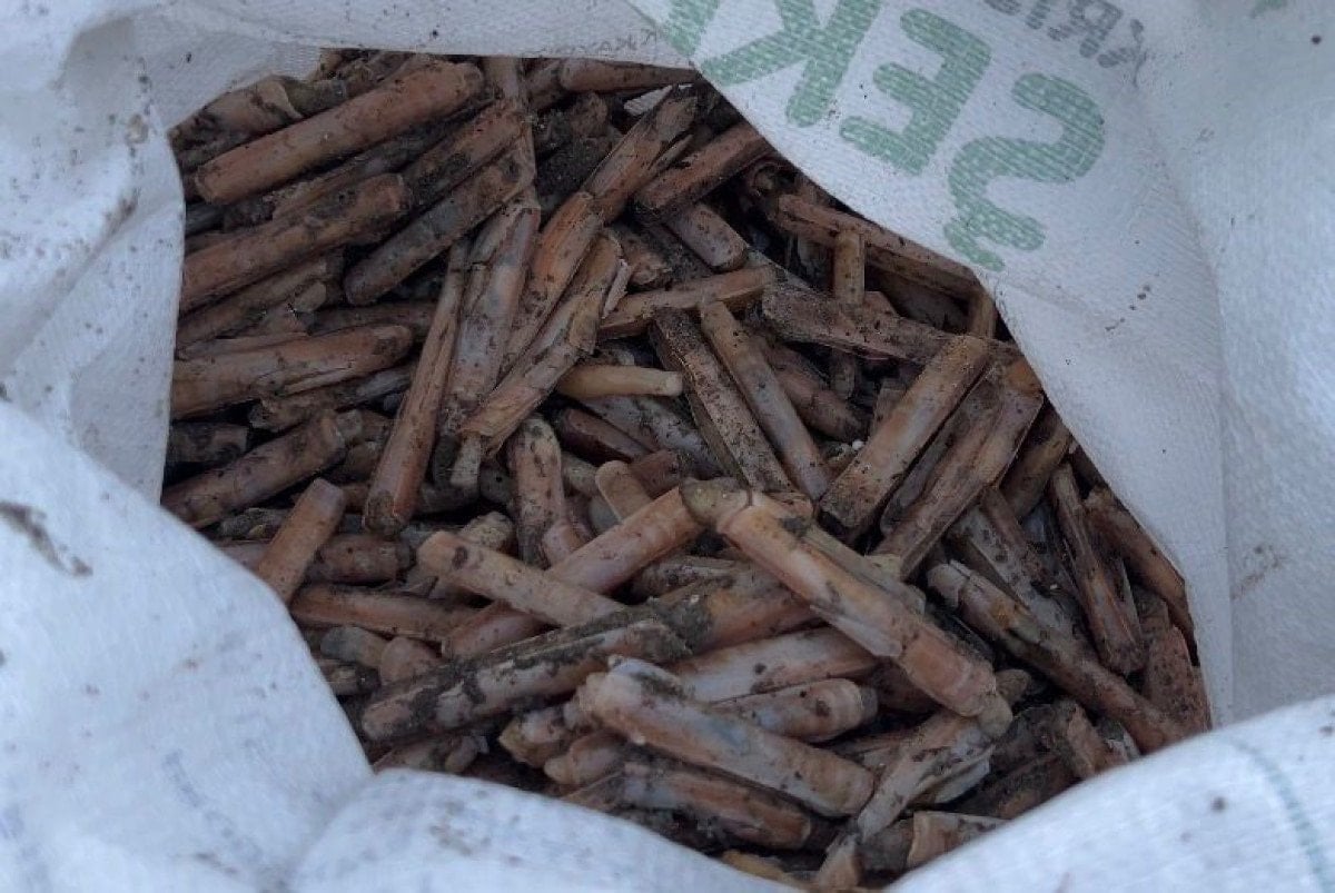 mersinde firtina sonrasi sahile vuran binlerce kargi midyesini balikcilar topladi 1 9M8sfNVf