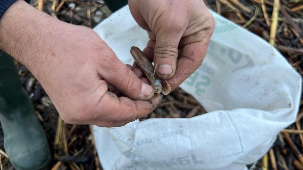 mersinde firtina sonrasi sahile vuran binlerce kargi midyesini balikcilar topladi 2 fU5MW8Vs