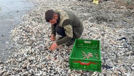 mersinde firtina sonrasi sahile vuran binlerce kargi midyesini balikcilar topladi 5LtX3htv