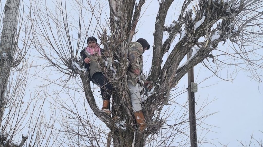 musta besicilerden alternatif yem yontemi LiW9YpG2