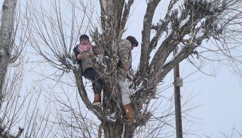 musta besicilerden alternatif yem yontemi LiW9YpG2