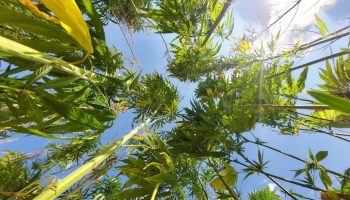 resmi gazetede yayinlandi 21 ilde kenevir uretimi yapilabilecek MpLamEEj