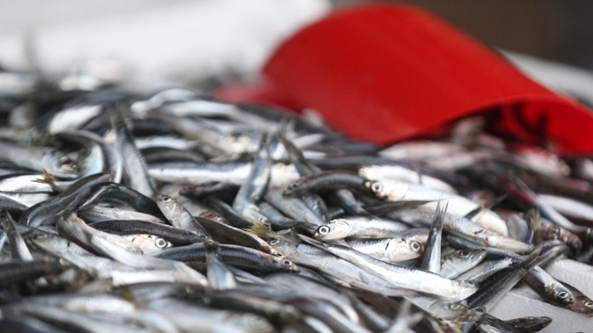 subatta hangi balik yenir iste tam mevsimi olan baliklar 0 LOsRJhjI