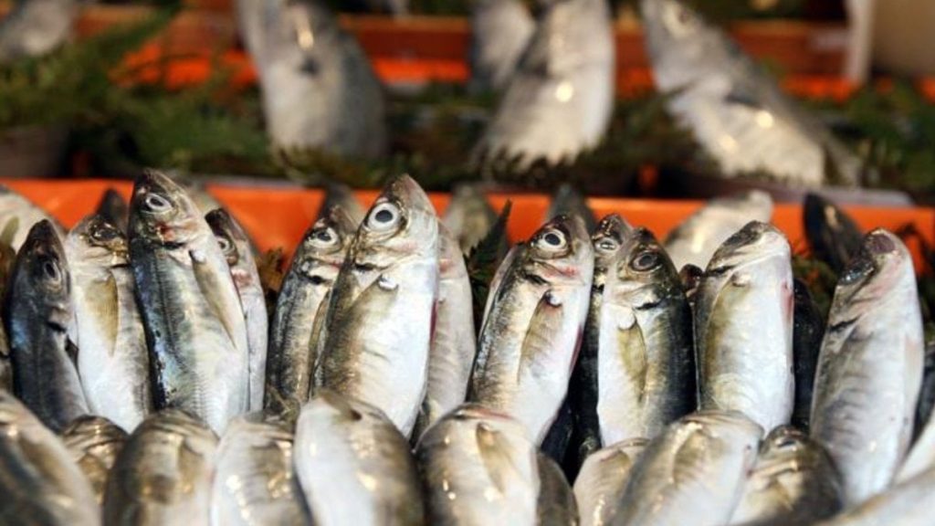 subatta hangi balik yenir iste tam mevsimi olan baliklar RHiA1CMf