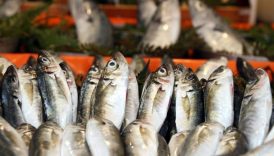 subatta hangi balik yenir iste tam mevsimi olan baliklar RHiA1CMf